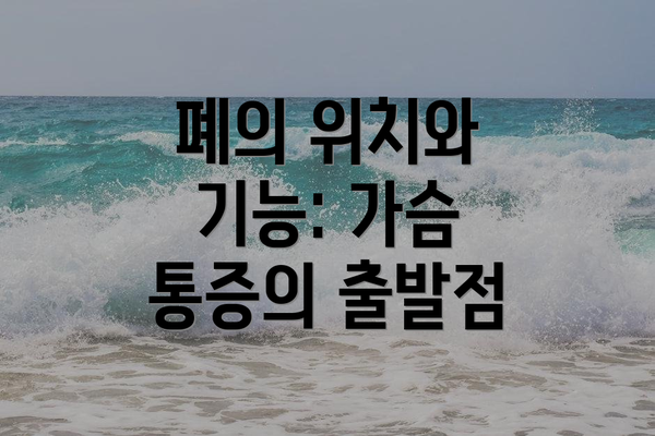 폐의 위치와 기능: 가슴 통증의 출발점